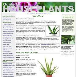 Aloe Vera - Aloe barbadensis - Aloe Plants Picture, Care Tips