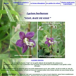 GOJI Lycium barbarum goji Guide de culture Graines Plantes