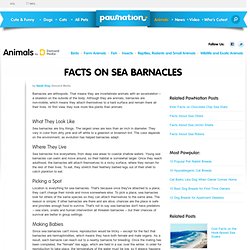 Facts on Sea Barnacles