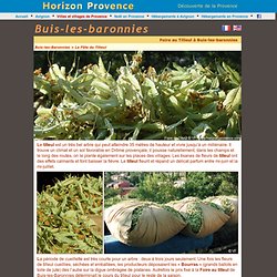 Foire au tilleul à Buis-les-Baronnies en Drôme provençale reportage et photos Horizon Provence