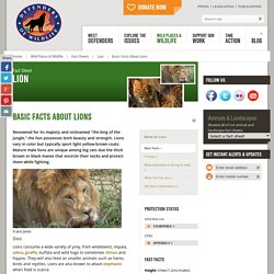 Basic Facts About Lions