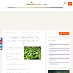Basilic Grand Vert : culture, entretien, récolte et utilisation