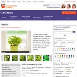 Basilic : planter et cultiver du basilic
