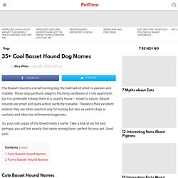 35+ Cool Basset Hound Dog Names - PetTime