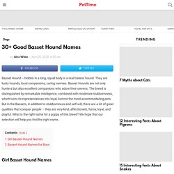 30+ Good Basset Hound Names - PetTime