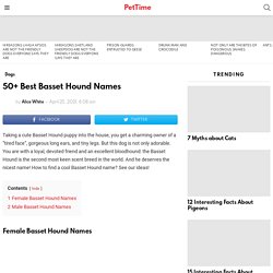 50+ Best Basset Hound Names - PetTime