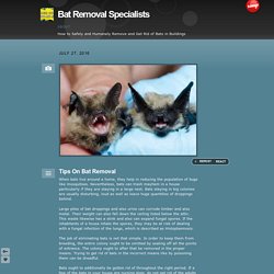 Bat Removal Specialists