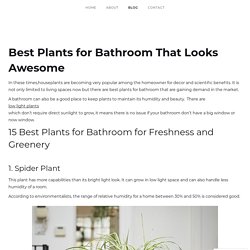 Best Plants for Bathroom