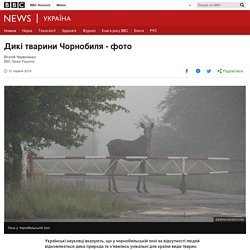 Дикі тварини Чорнобиля - фото - BBC News Україна