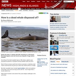 How is a dead whale disposed of?
