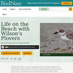 Life on the Beach with Wilson's Plovers