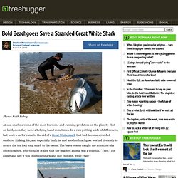 Bold Beachgoers Save a Stranded Great White Shark