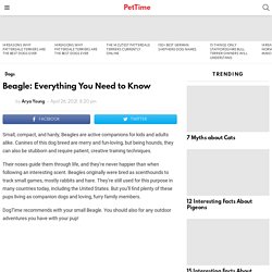 Beagle: Everything You Need to Know - PetTime