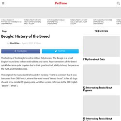 Beagle: History of the Breed - PetTime