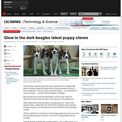 News - Technology & Science - Glow in the dark beagles latest puppy clones