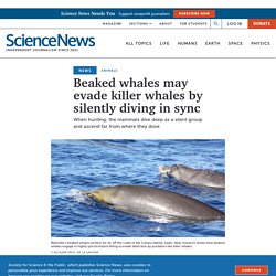 Beaked whales may evade killer whales by silently diving in sync