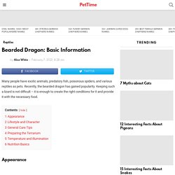 Bearded Dragon: Basic Information - PetTime
