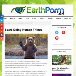 Bears Doing Human Things