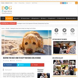 Beating the Heat How to Keep Your Dogs Cool In Dubai