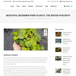 Beautiful beginner pond plants: The water hyacinth