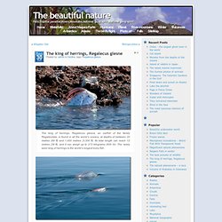 The beautiful nature » The king of herrings, Regalecus glesne