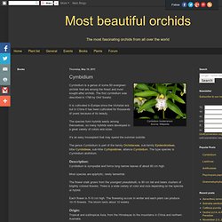 Most beautiful orchids: Cymbidium
