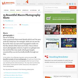 25 Beautiful Macro Photography Shots - Smashing Magazine