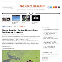 Simply Beautiful Contest Pictures From Smithsonian Magazine