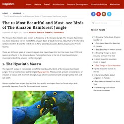 The 10 Most Beautiful and Must-see Birds of The Amazon Rainforest Jungle - inspirich