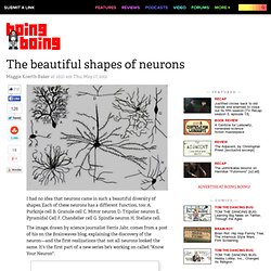 The beautiful shapes of neurons