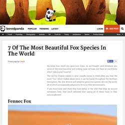 7 Of The Most Beautiful Fox Species In The World