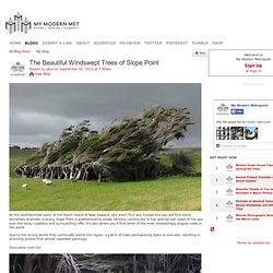 The Beautiful Windswept Trees of Slope Point