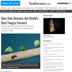 How Ants Became the World’s Best Fungus Farmers