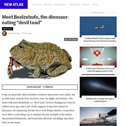 Meet Beelzebufo, the dinosaur-eating "devil toad"