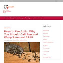 Bees in the Attic: Why You Should Call Bee and Wasp Removal ASAP