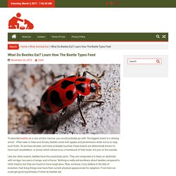 What Do Beetles Eat? Learn How The Beetle Types Feed