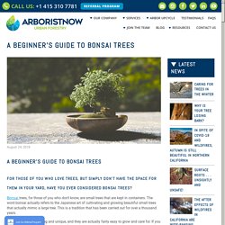 A Beginner's Guide to Bonsai Trees - Arborist Now