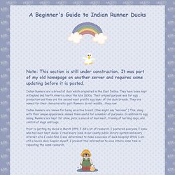 Beginner&#039;s Guide to Indian Runner Ducks