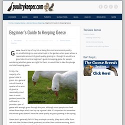 Beginner's Guide to Keeping Geese