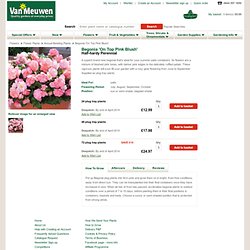 Begonia 'On Top Pink Blush' - Annual Bedding Plants - Van Meuwen