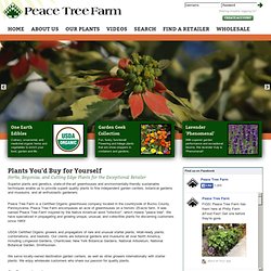 Herbs, Begonias, Starter Plants & Perennials From Peace Tree Farm