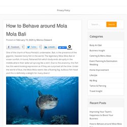 How to Behave around Mola Mola Bali