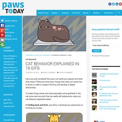 Cat behavior explained in 15 gifs - Pawstoday.com