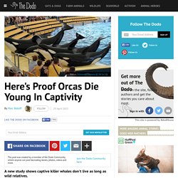 Marc Bekoff - Here's Proof Orcas Die Young In Captivity