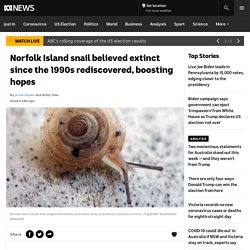 Norfolk Island snail believed extinct since the 1990s rediscovered, boosting hopes - ABC News
