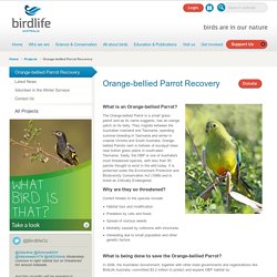 Orange-bellied Parrot Recovery