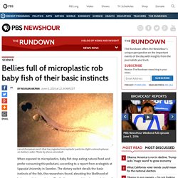 Bellies full of microplastic rob baby fish of their basic instincts