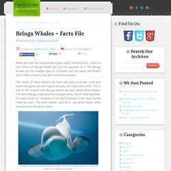Beluga Whales – Facts File : Facts List
