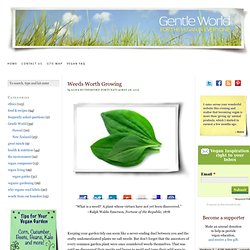 Beneficial and Edible Weeds