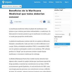 Beneficios de la Marihuana Medicinal que todos deberían conocer